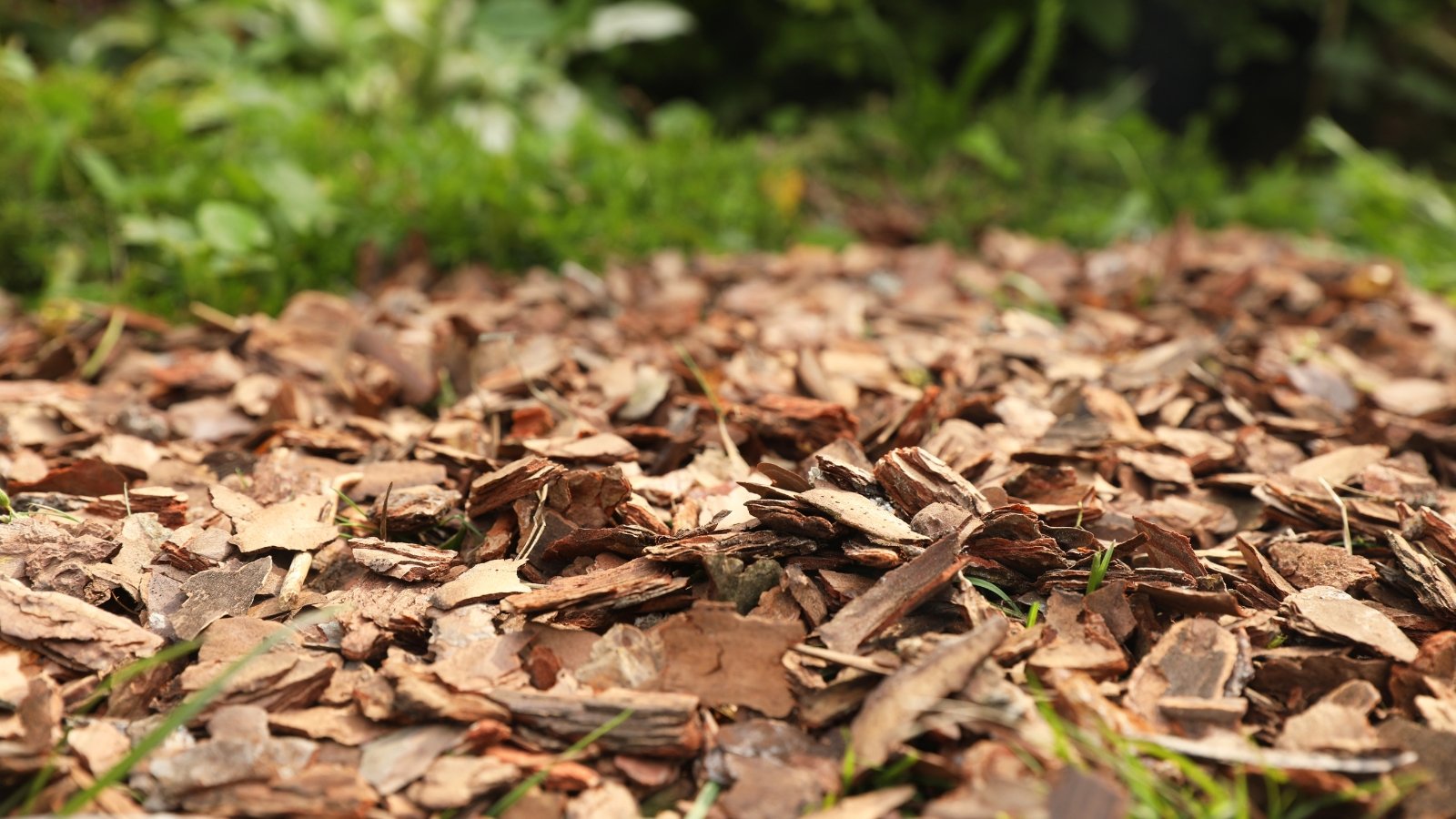 The soil is covered with a layer of bark chips, creating a neat, textured mulch that helps retain moisture.
