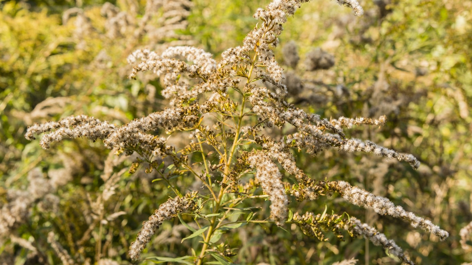 Solidago canadensis has dry, fluffy seeds atop its tall, thin stems, creating a wispy, golden display.