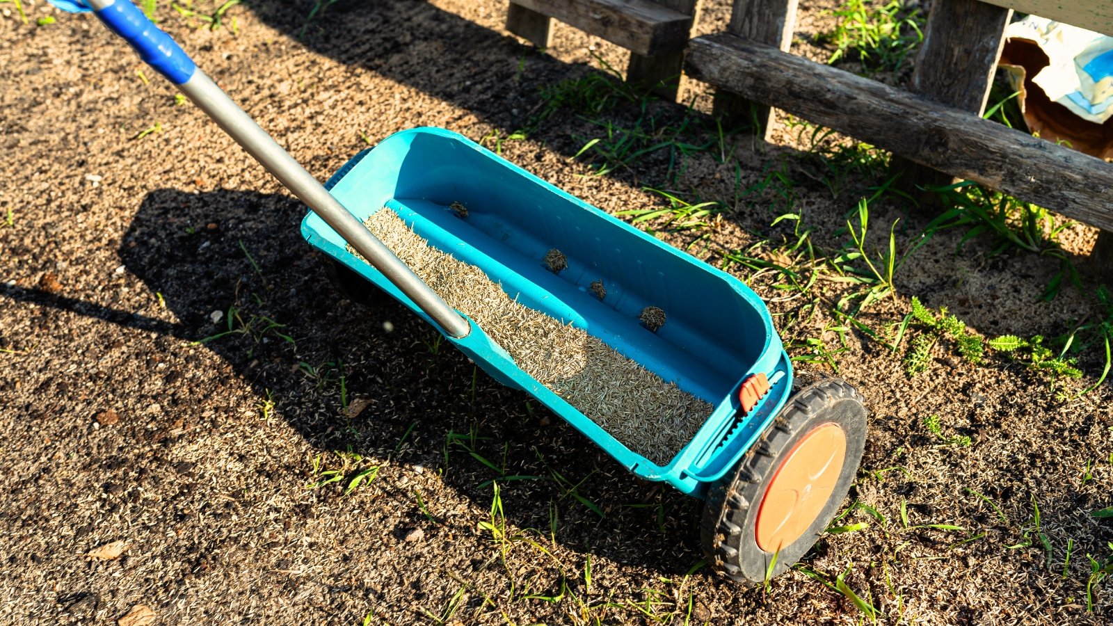 Una sembradora de ruedas azules con un mango largo, llena de semillas, está lista para sembrar en un lecho de jardín cerca de una valla de madera.