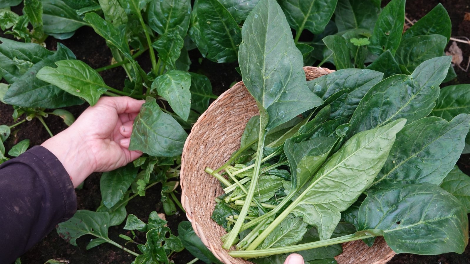 Close-up of a gardener collecting large, deep green, soft, arrow-shaped leaves into a wicker basket in the garden.