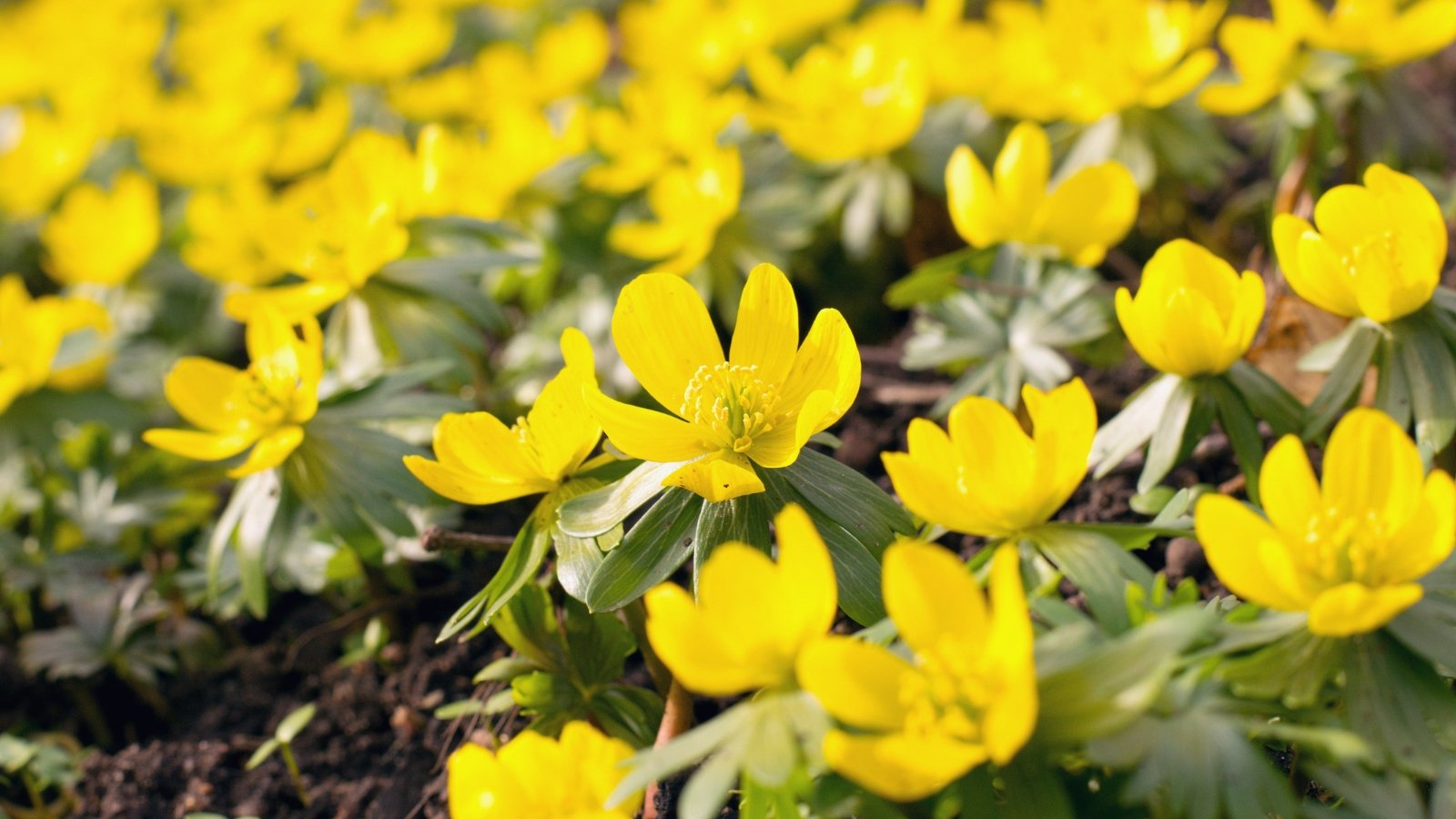 Yellow winter aconite flowers bloom, their delicate petals unfurling in the crisp air of early spring. Each flower boasts tender leaves nestled beneath, adding depth to the vibrant floral display.