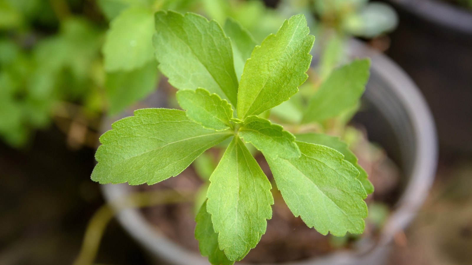 A close-up of green stevia leaves, displaying intricate veins and serrated edges, glistening with dew in soft sunlight. In the background, a blurred gray pot provides a nurturing environment for the thriving stevia plant.