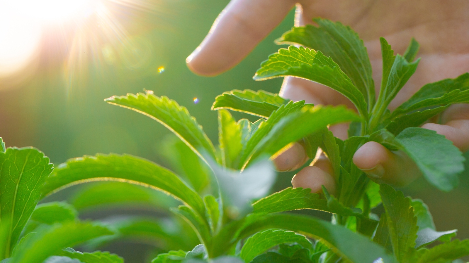 In the golden sunlight, intricate details of stevia leaves are highlighted, showcasing their lush textures and natural beauty. Fingers reach out to tenderly caress the foliage, fostering a tactile bond with the verdant world of botanical wonders.