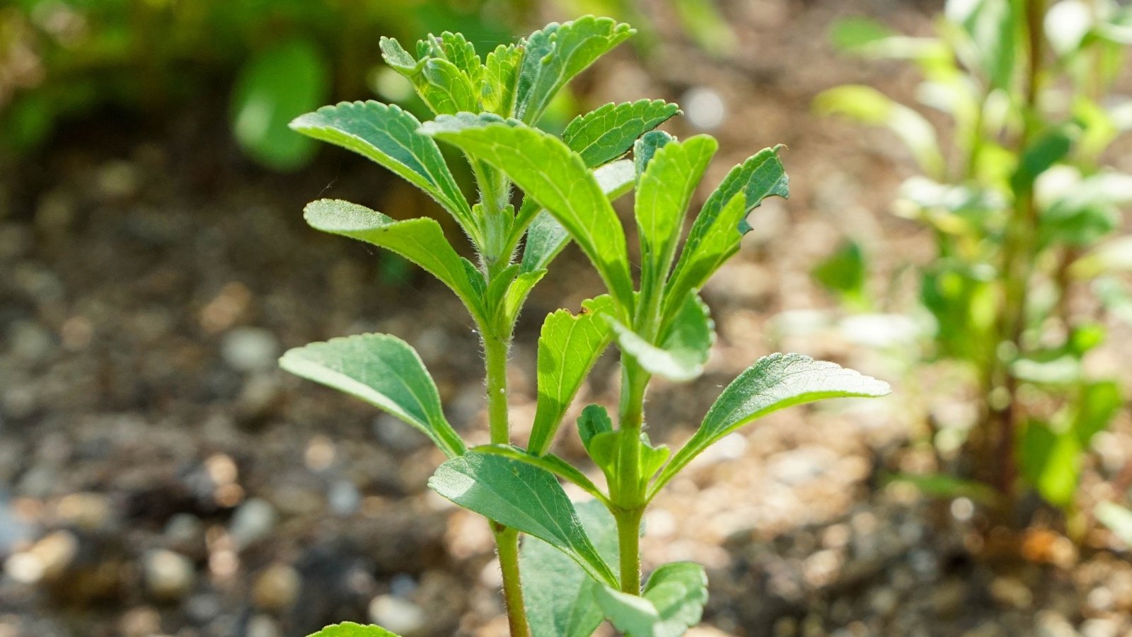 An upright stevia plant stands prominently, its green leaves reaching skyward. In the backdrop, a blur of various plants creates a vibrant tapestry, all illuminated by the warm embrace of sunlight.
