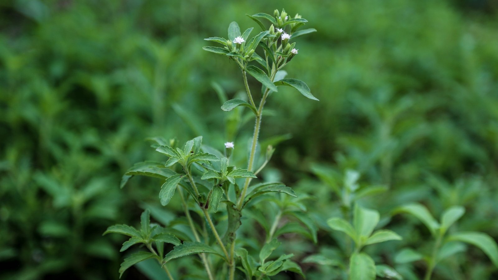 A vibrant stevia plant featuring green leaves and delicate white flowers, hinting at its natural sweetness. The blurred background showcases a thriving environment filled with more flourishing stevia plants, evoking a sense of abundance.