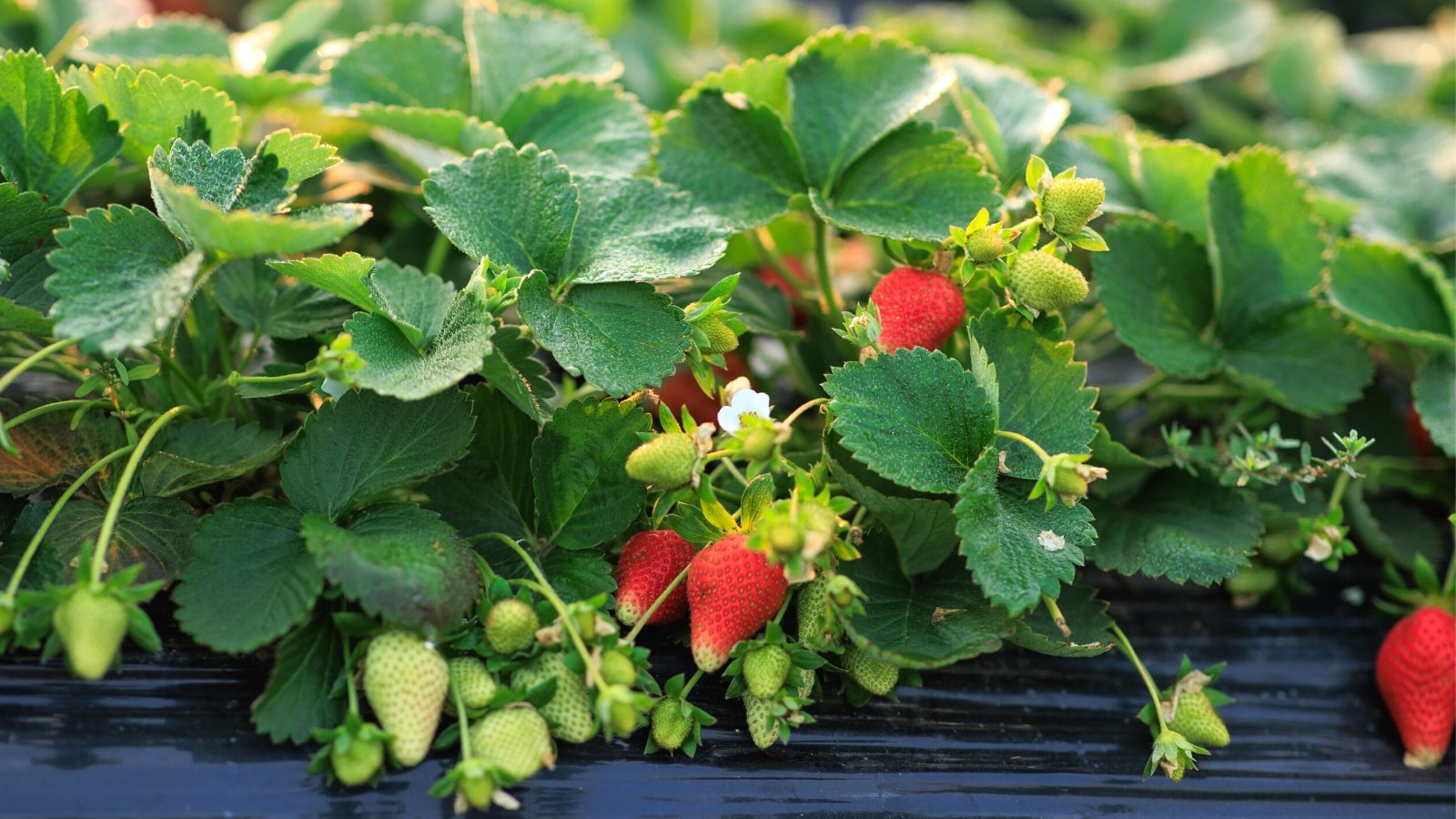 Close-up of strawberry plant in the garden. The strawberry plant features a low-growing habit with trifoliate leaves that emerge in clusters from a central crown. These leaves are dark green and serrated along the edges. Each strawberry is comprised of numerous tiny seeds, embedded in the flesh of the fruit, which ripens from green to vibrant red.