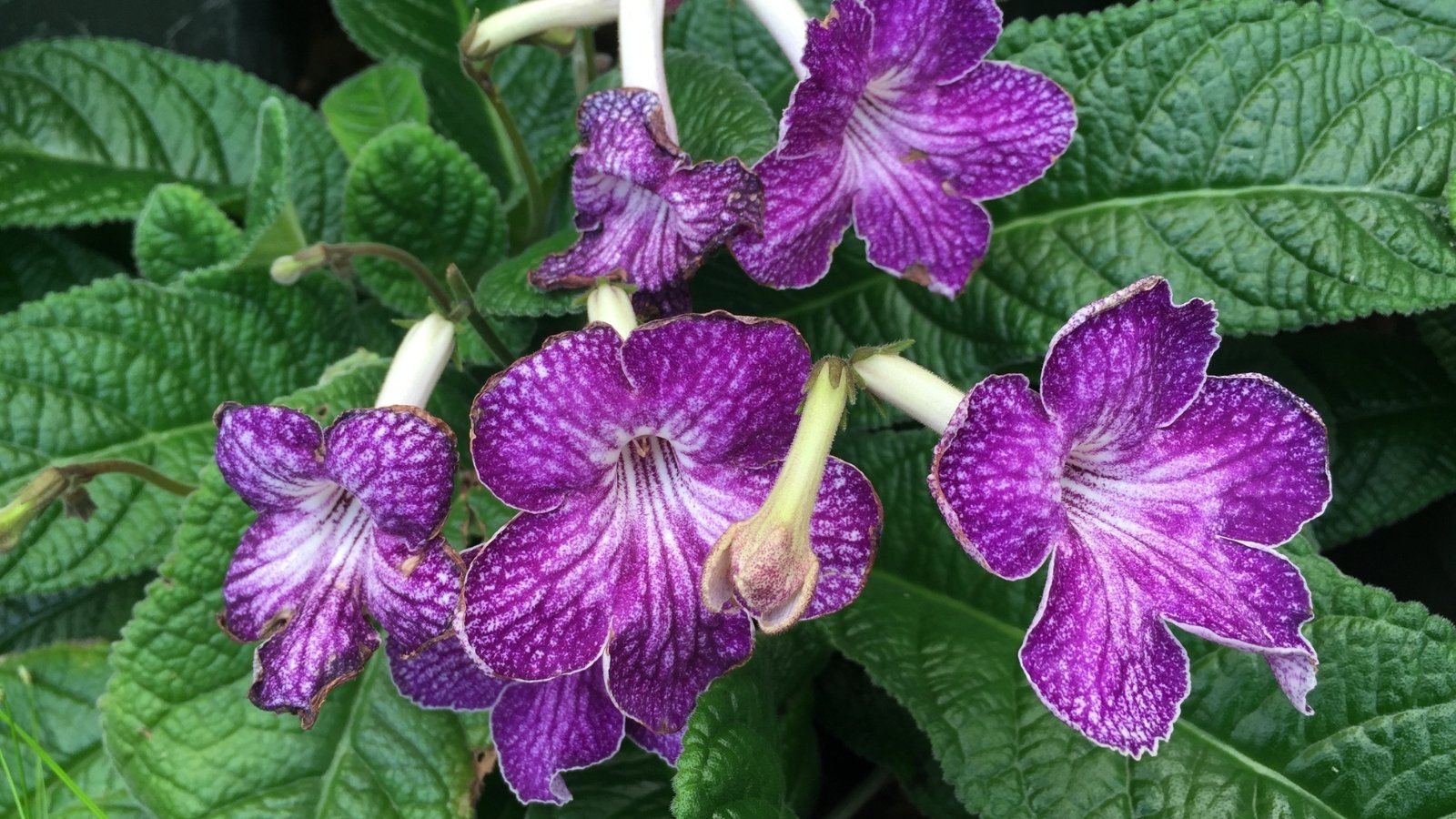 Blooming plant with purple flowers featuring white throats and striped patterns, set against soft, wrinkled green leaves with a velvety texture.