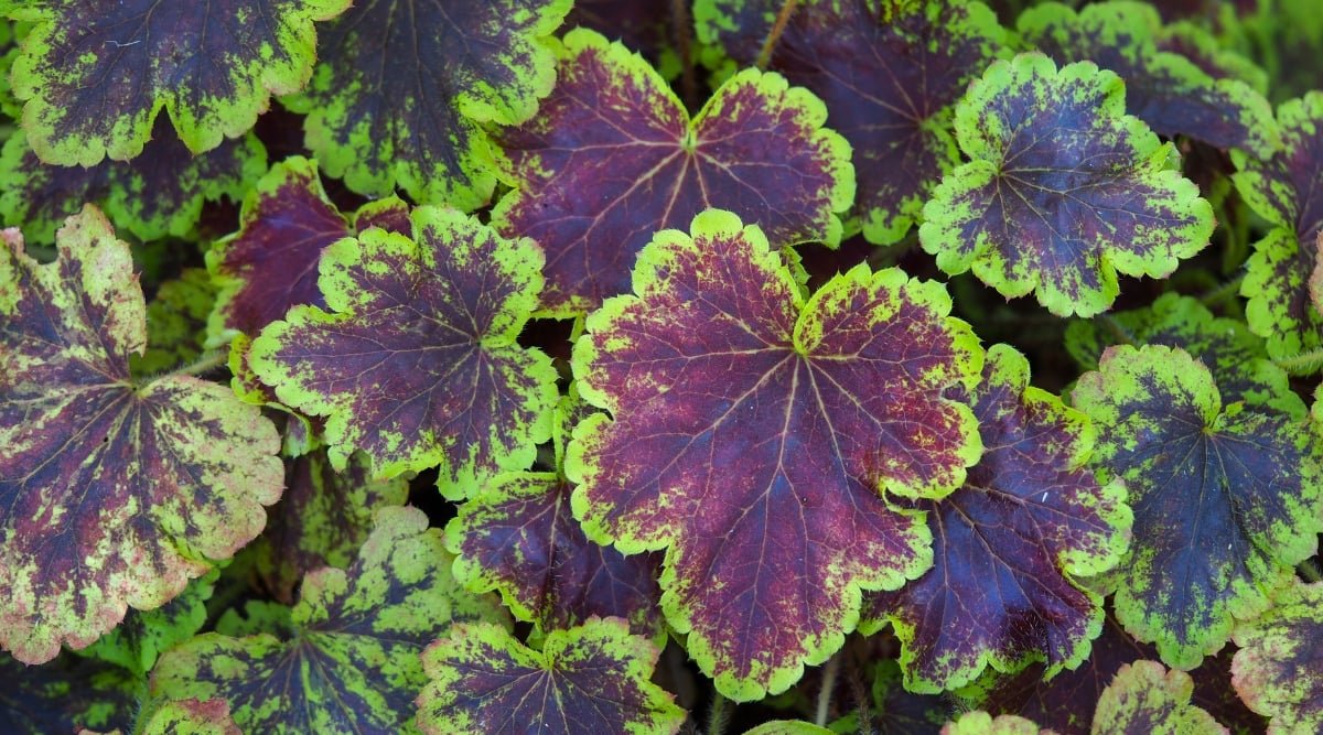 Heucherella plant features foliage with deep purple leaves bordered by lush green edges, contributing to its striking appearance. The intricate lobed edges enhance the plant's aesthetic appeal, making it an eye-catching addition to any garden