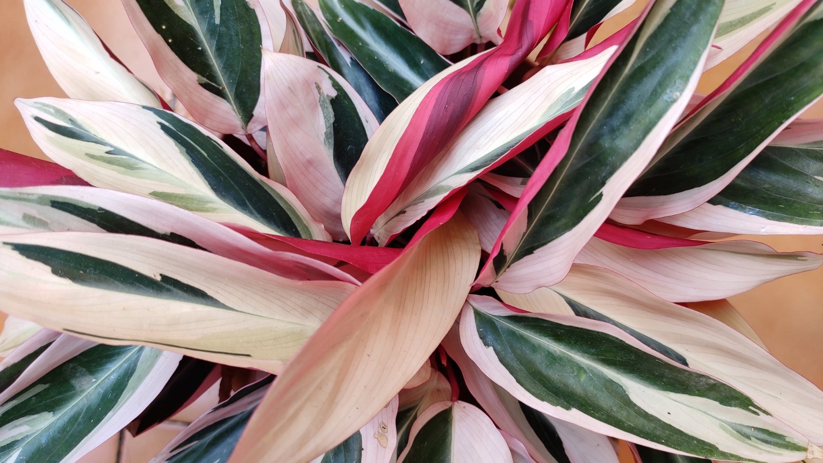 A Stromanthe sanguinea plant displays its vivid pink, green, and cream leaves, creating an eye-catching, tropical look.