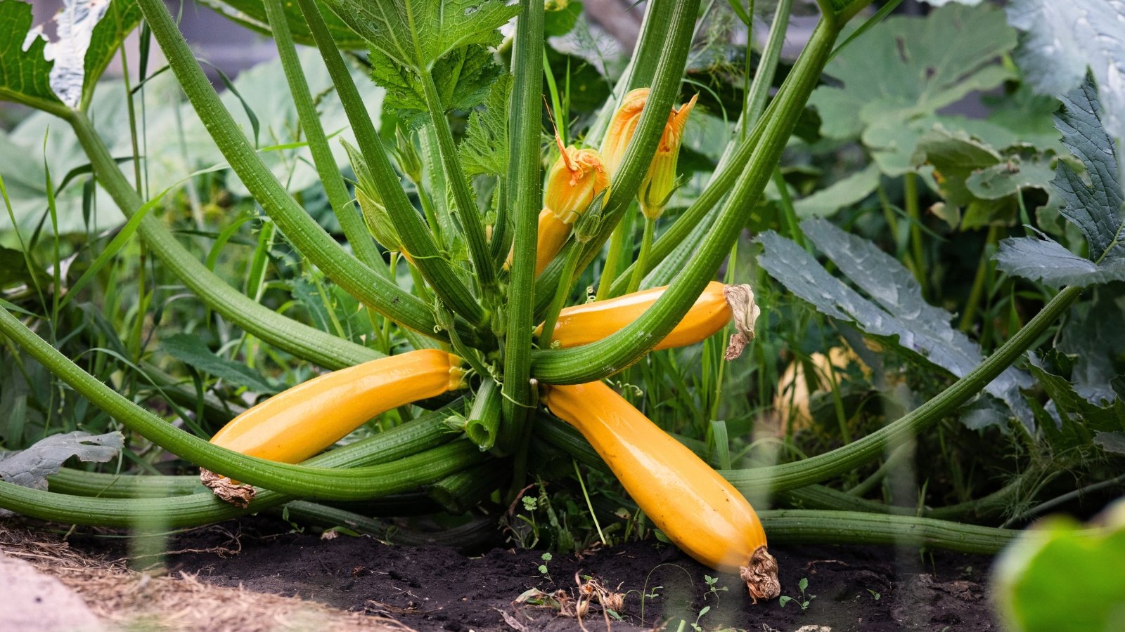 The plant bears small, smooth, yellow fruits with wide, lobed dark green leaves.