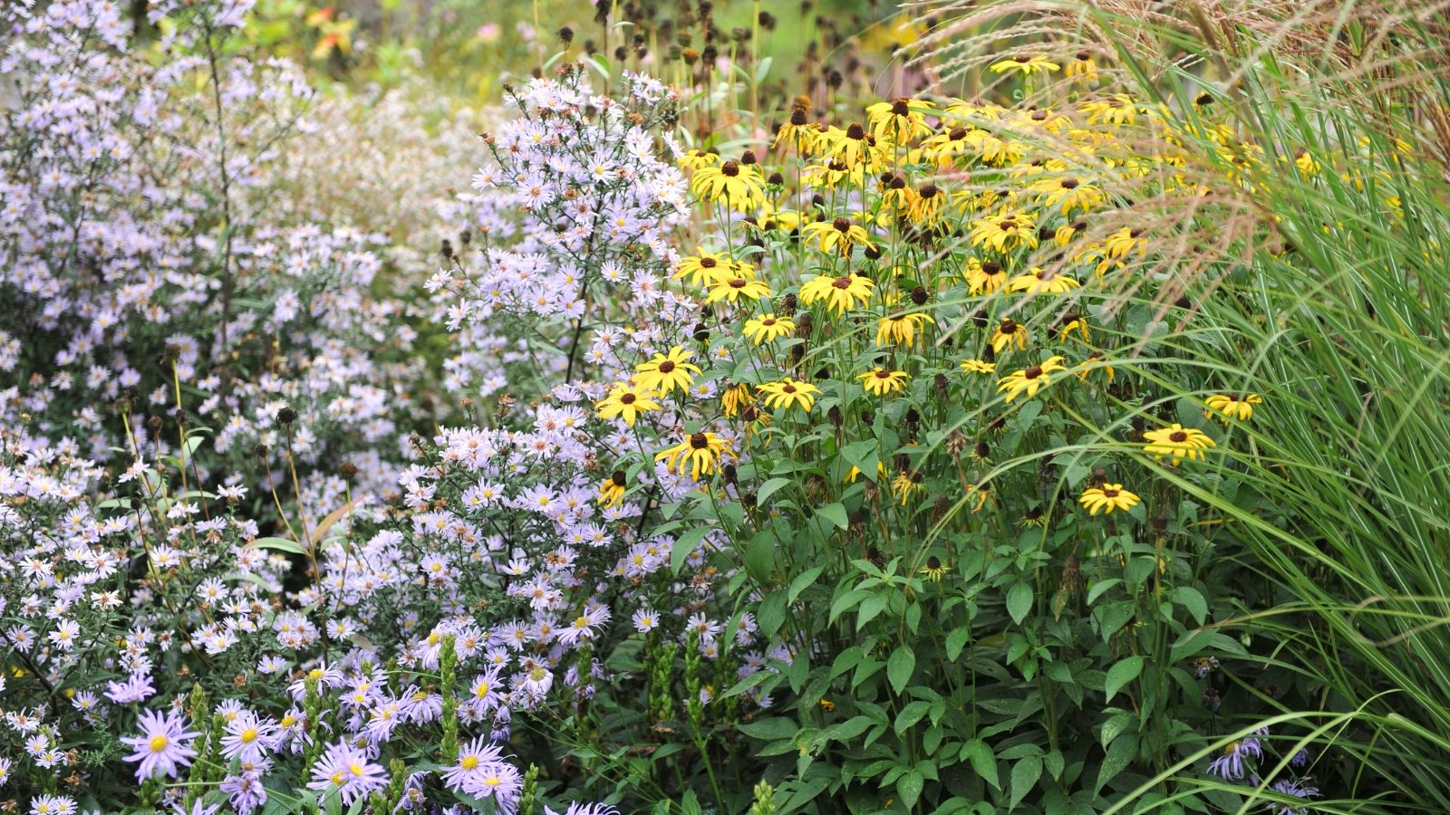 An autumn flower bed displays vibrant New York Aster with purple blooms, bold orange coneflower, and tall, feathery plumes of Chinese silver grass, creating a colorful and textured scene.
