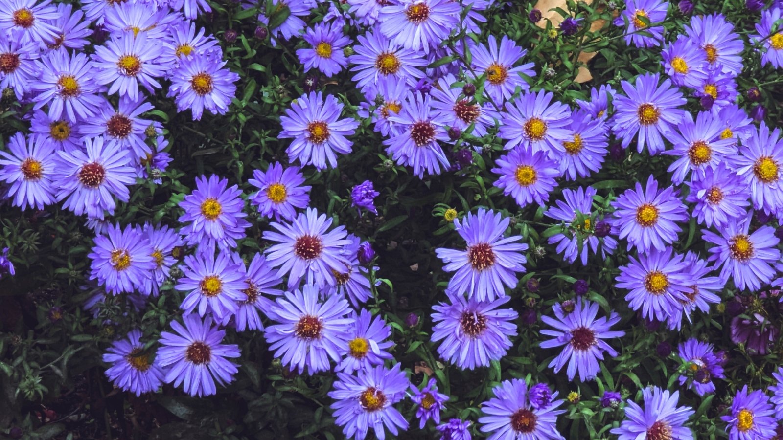 Delicate blue-purple petals surround golden centers on a bushy plant with lance-shaped green leaves.