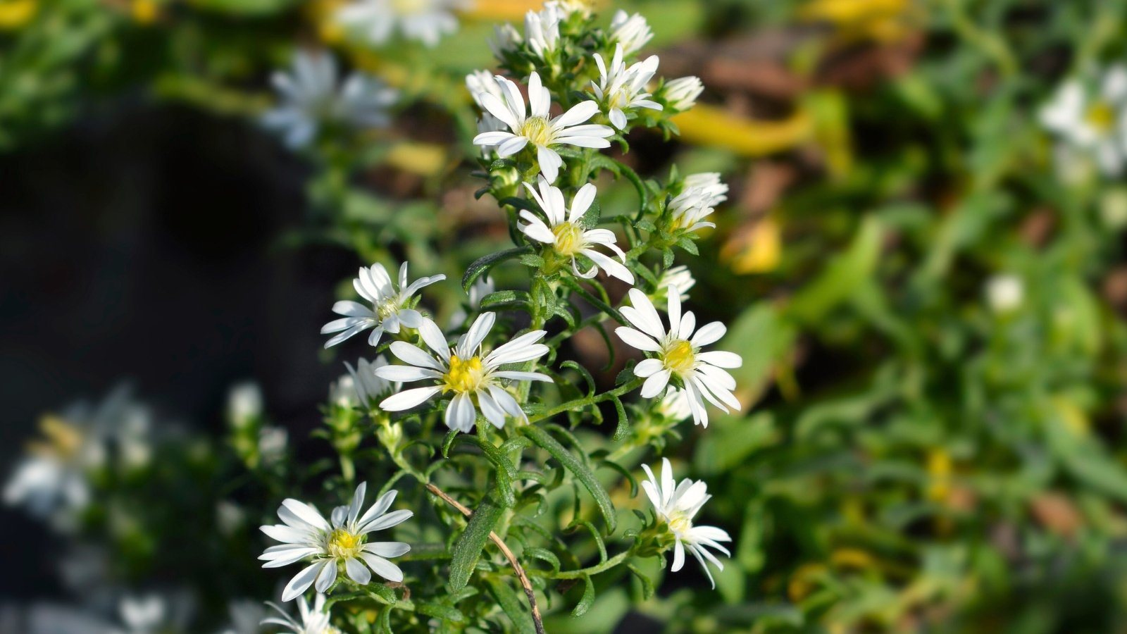 Tiny, star-like white flowers cover fine, needle-like green leaves, forming a low, spreading mat.
