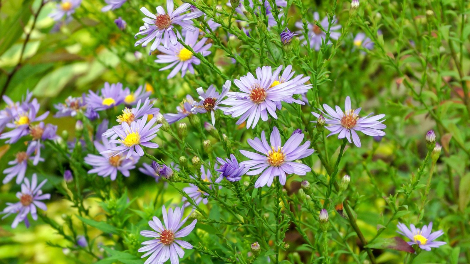 Dense clusters of rich blue-lavender flowers with bright yellow centers bloom on upright, sturdy stems, creating a vibrant display.
