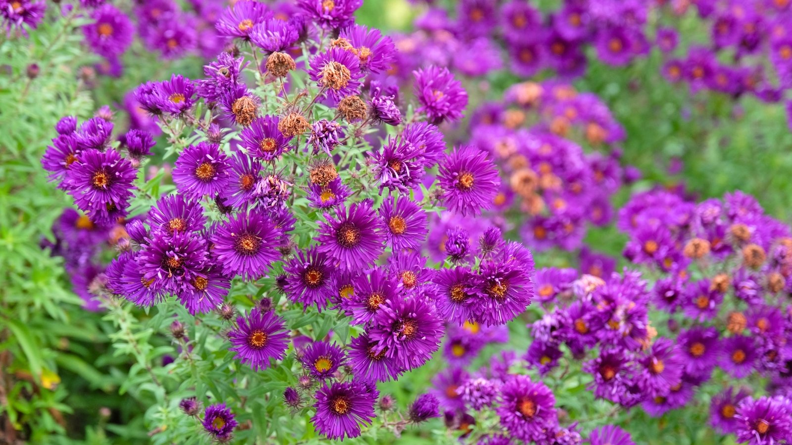 Dark purple star-shaped flowers with sunny yellow centers cover the plant's upright, branching stems with small green leaves.