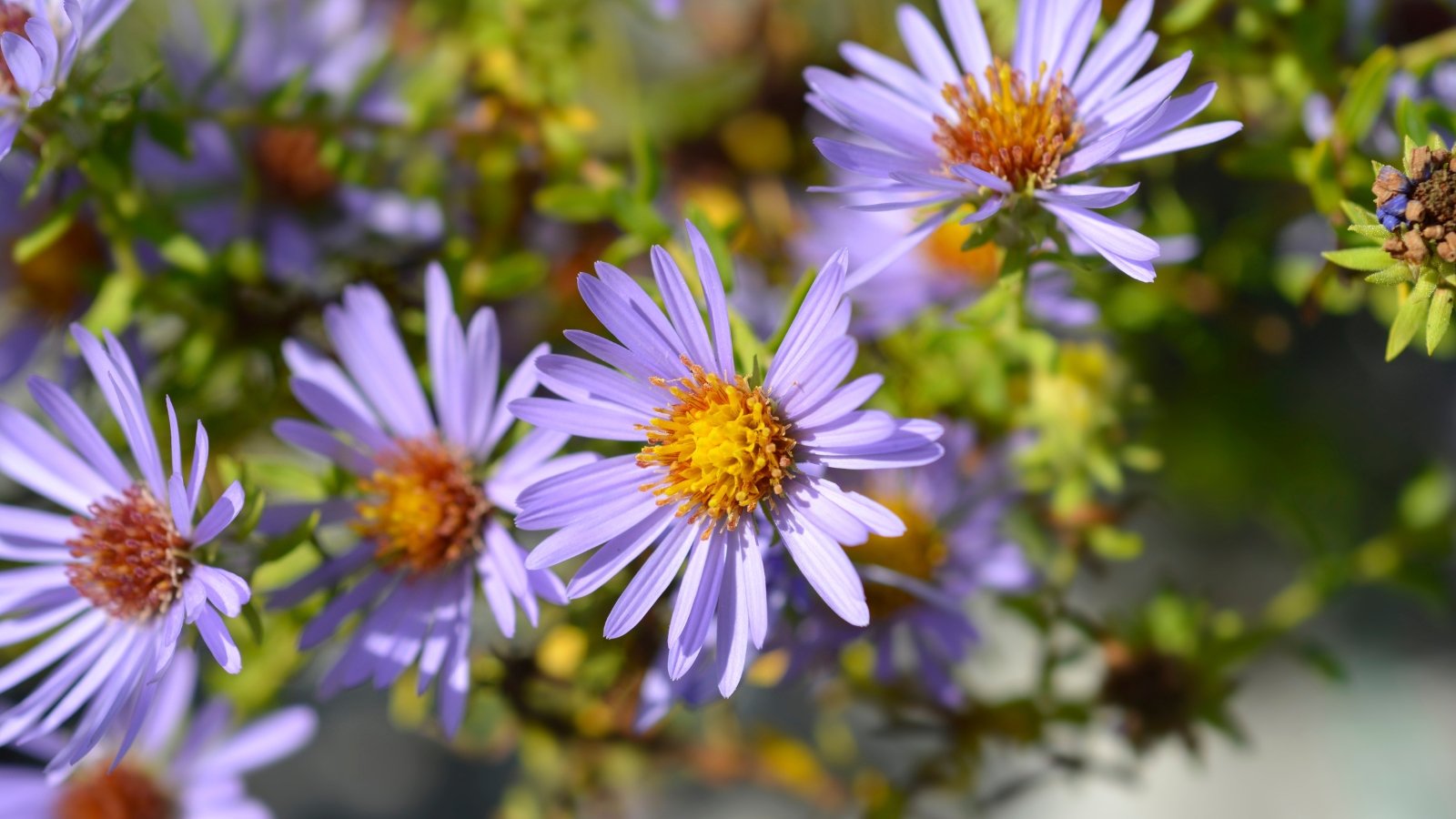 Low, bushy mounds of soft blue flowers with golden centers emerge against narrow green leaves.
