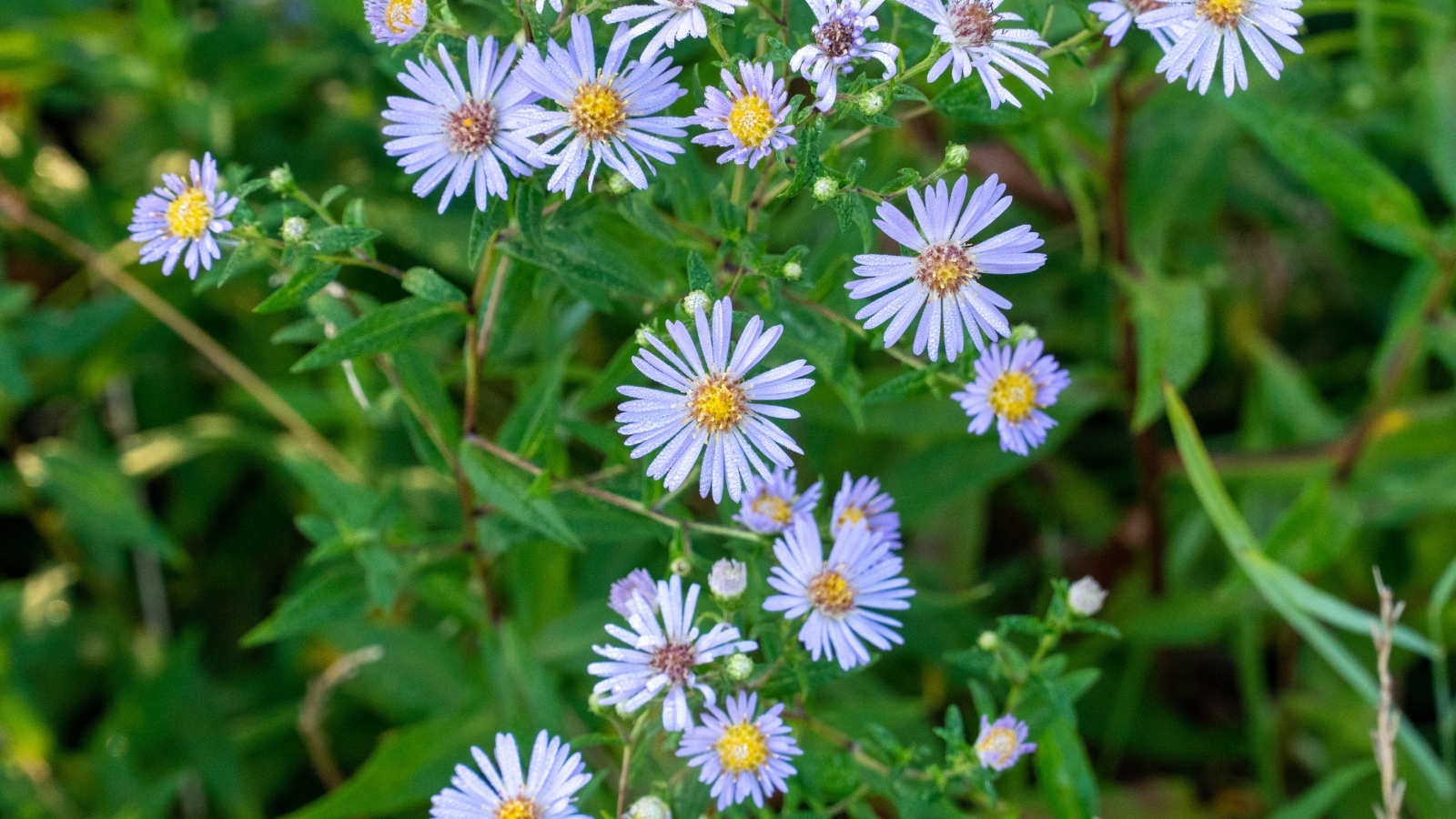 Symphyotrichum subspicatum features tall, wiry stems carrying clusters of small, lavender to purple daisy-like flowers and lanceolate leaves.