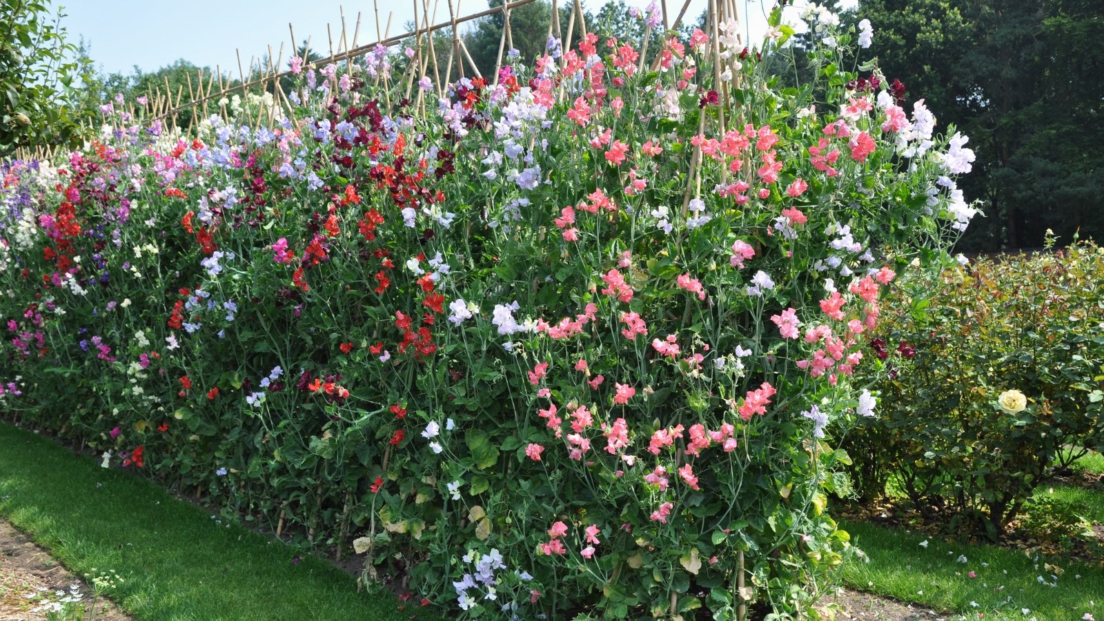 A tall row of fragrant sweet pea flowers blooms on trellises, showcasing vibrant, ruffled petals in shades of pink, purple, red, blue  and white.
