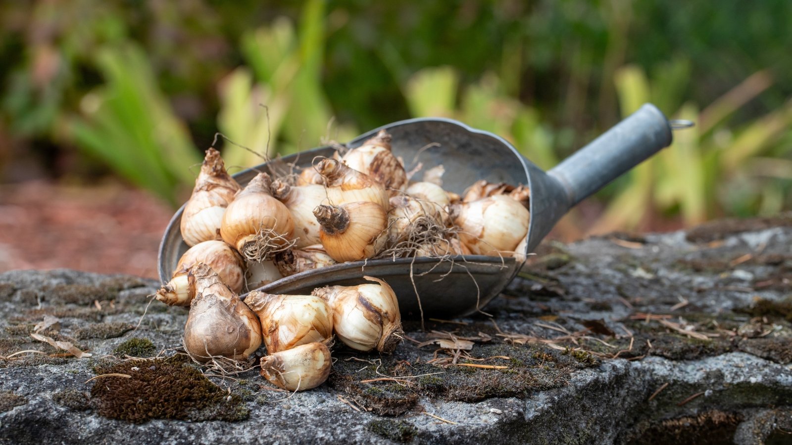 Small, firm bulbs with papery outer layers resting on a large metal garden trowel in dark, loose soil.