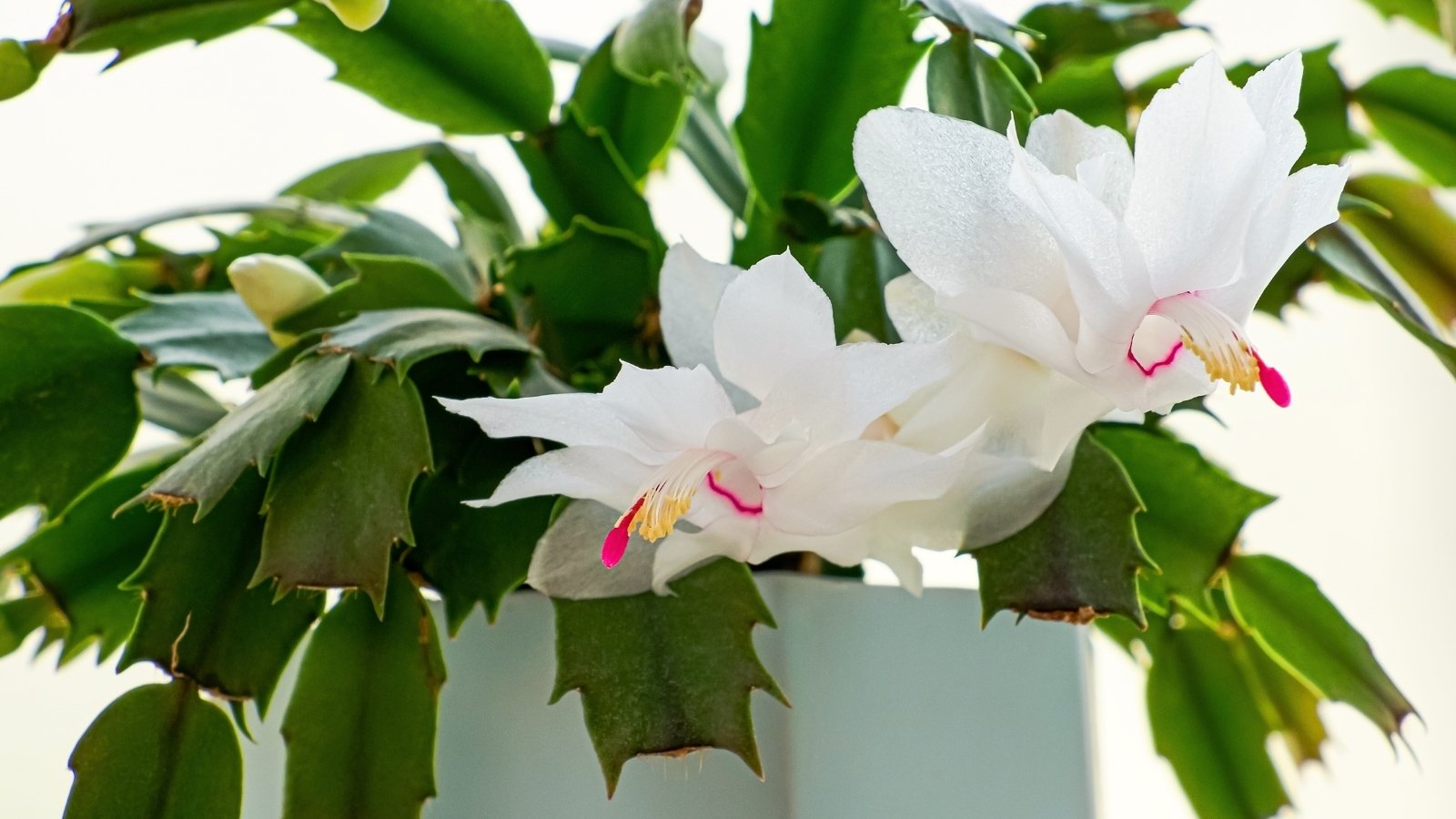 Its green, segmented leaves resemble crab claws with teeth on each stem, complementing the white, tubular flowers with pink-tinged tips.