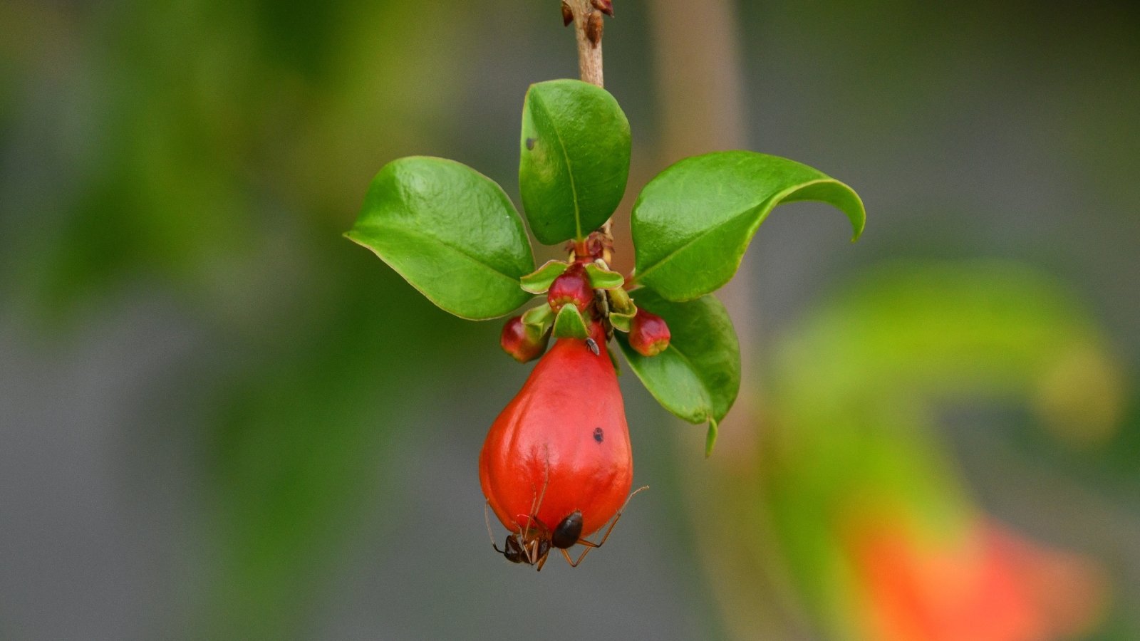 A vivid close-up captures the vibrant hues of a budding red pomegranate flower, surrounded by delicate leaves. A tiny ant diligently navigates the textured surface, adding a sense of scale and activity to the scene.