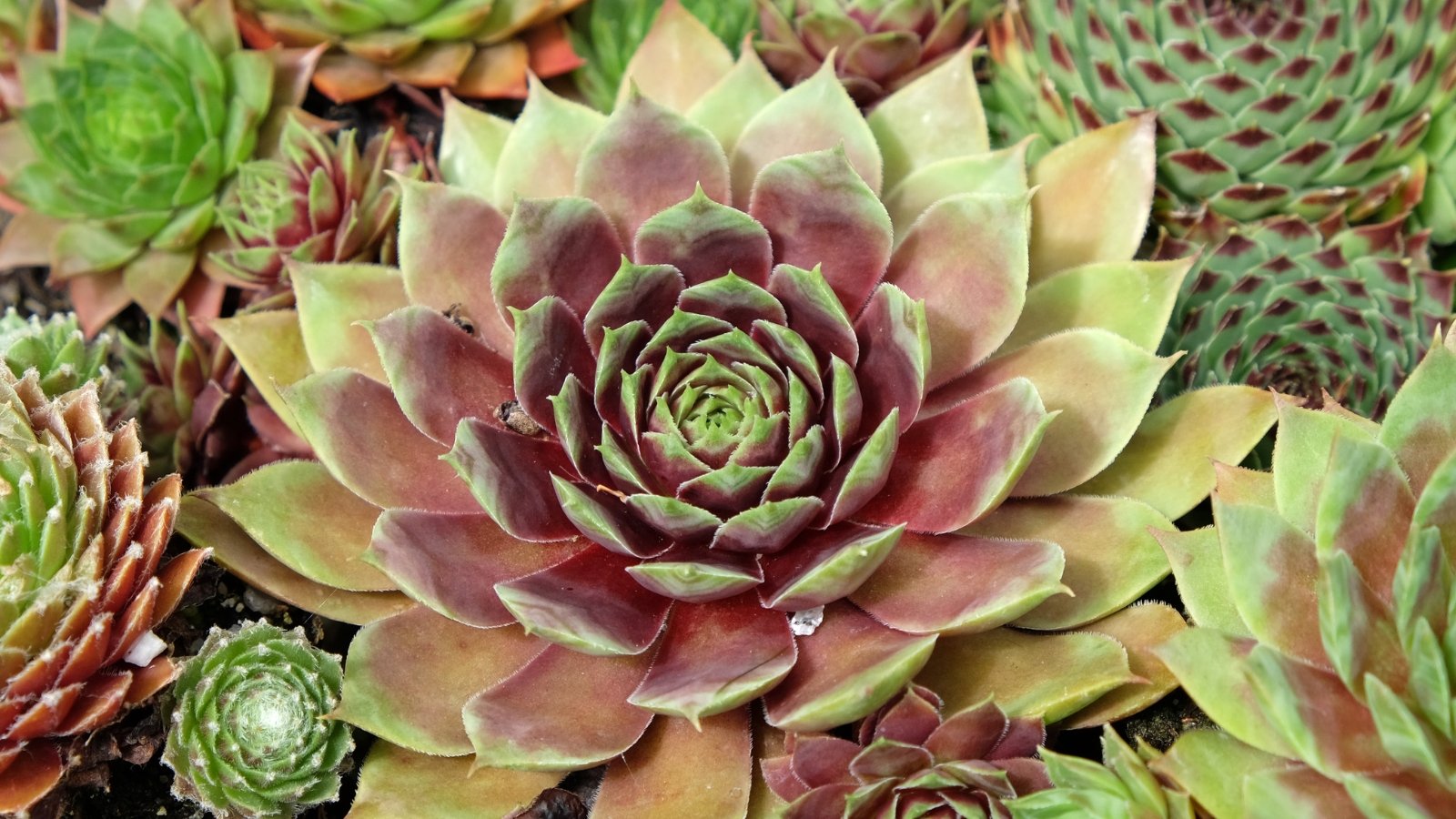 A close-up of Hens and chicks plant, showcasing its rosette structure with tightly packed succulent leaves. The leaves are fleshy, green, and shaped like chubby fingers, giving the plant a unique appearance.