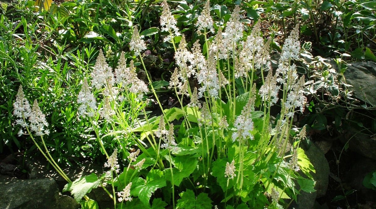 A Tiarella plant displays slender stems rising gracefully, adorned with delicate white flowers. Behind it, a vibrant backdrop of lush green foliage accentuates its elegant presence in the garden landscape, offering a serene ambiance.