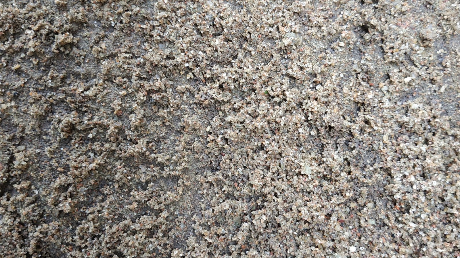 A damp gray sandy soil glistens under the soft light. Its granular texture suggests recent moisture, possibly from a recent rainfall or underground spring, making it ideal for nurturing various plant life in a garden setting.