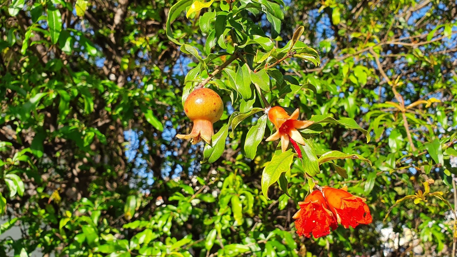 A 'Wonderful' pomegranate tree stands tall, basking in radiant sunlight, its lush green leaves shimmering in the gentle breeze. In the foreground, an unripe pomegranate and red flowers dangle gracefully, adding a burst of color to the scene.