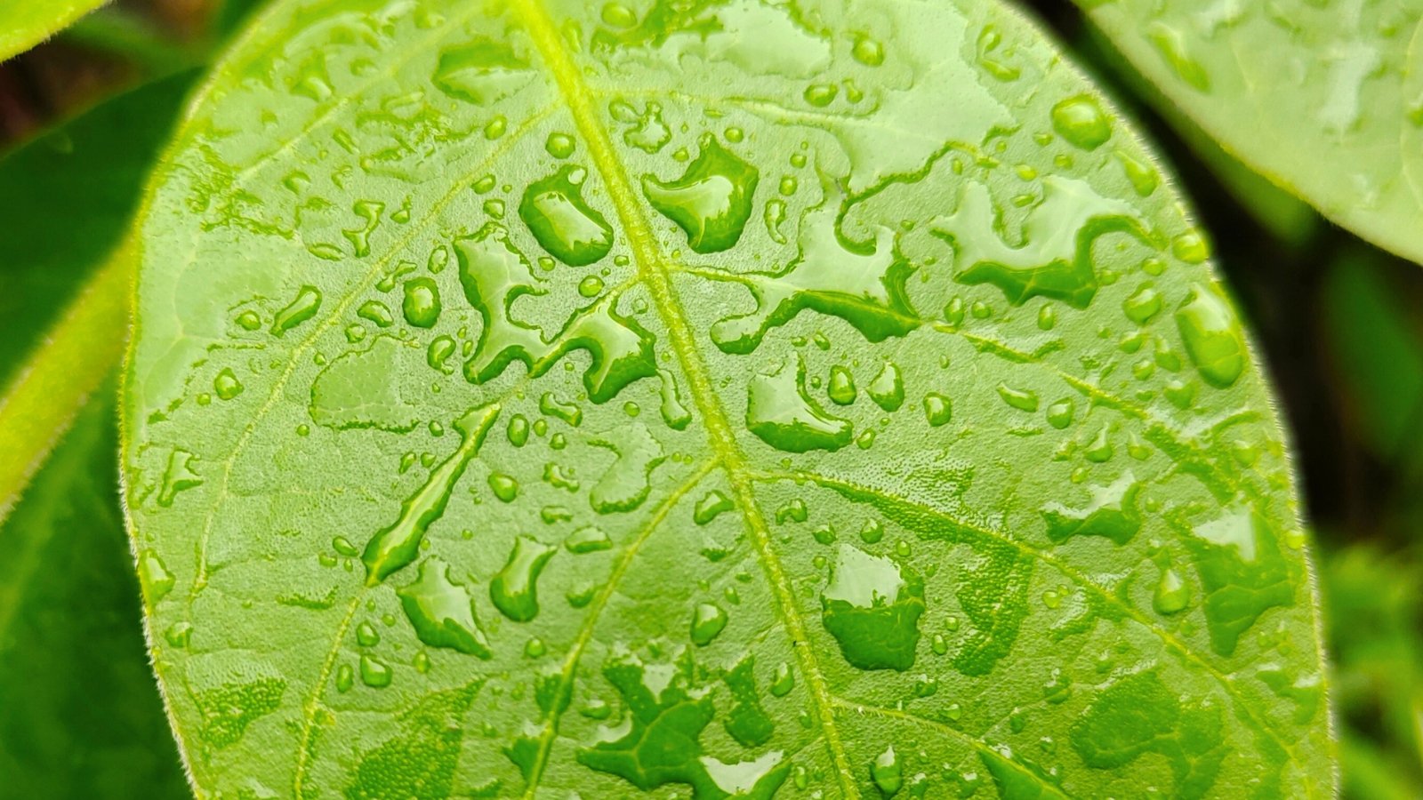 A close-up of a water-dappled leaf, glistening droplets enhance the intense golden hue.