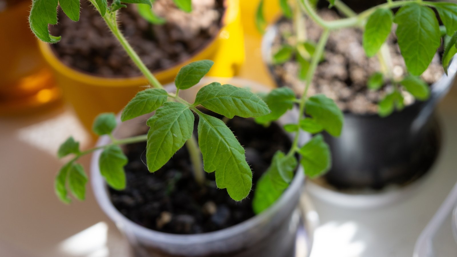 Close-up of tomato seedlings with thin, hairy, upright stems, covered with oval green leaves featuring serrated edges, growing in plastic containers indoors.