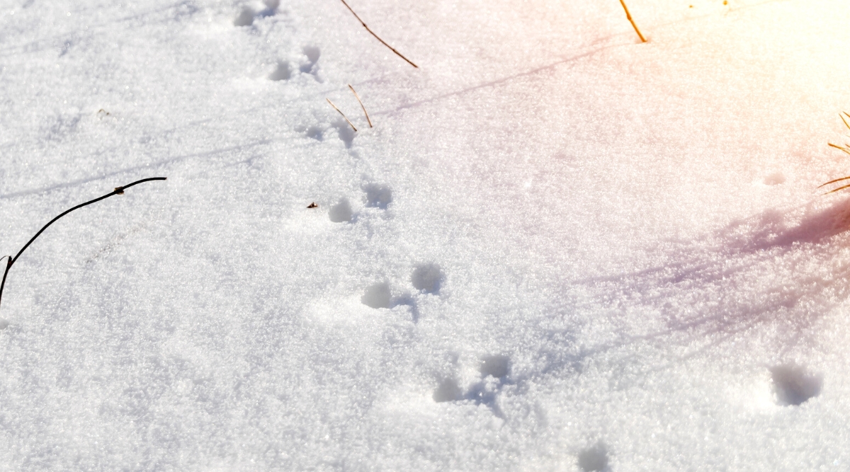 Traces of wild animals in the snow. Closeup of rodent paw trails on fresh snow in the garden. The marks are small and round in shape.