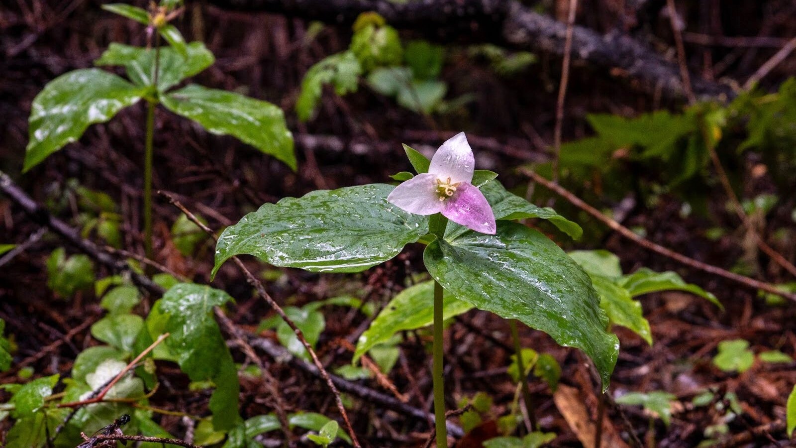 Three broad, ovate leaves with a single three-petaled purple flower, featuring long yellow stamens in the center, covered in raindrops in a forest setting.
