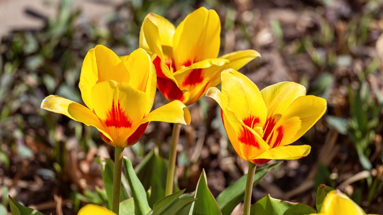 Short, early-blooming tulips with wide, yellow petals edged in red, creating a cup-shaped flower with yellow stamens.