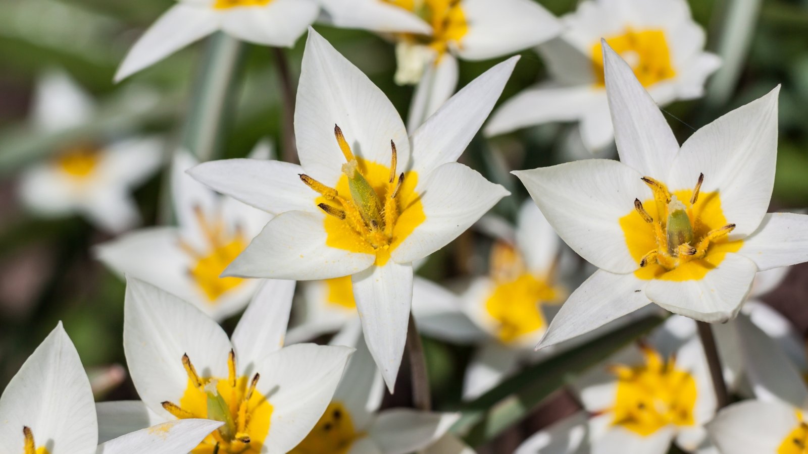 Delicate white Tulipa turkestanica with star-shaped petals and yellow centers, creating a soft contrast against a blurred background of green leaves.