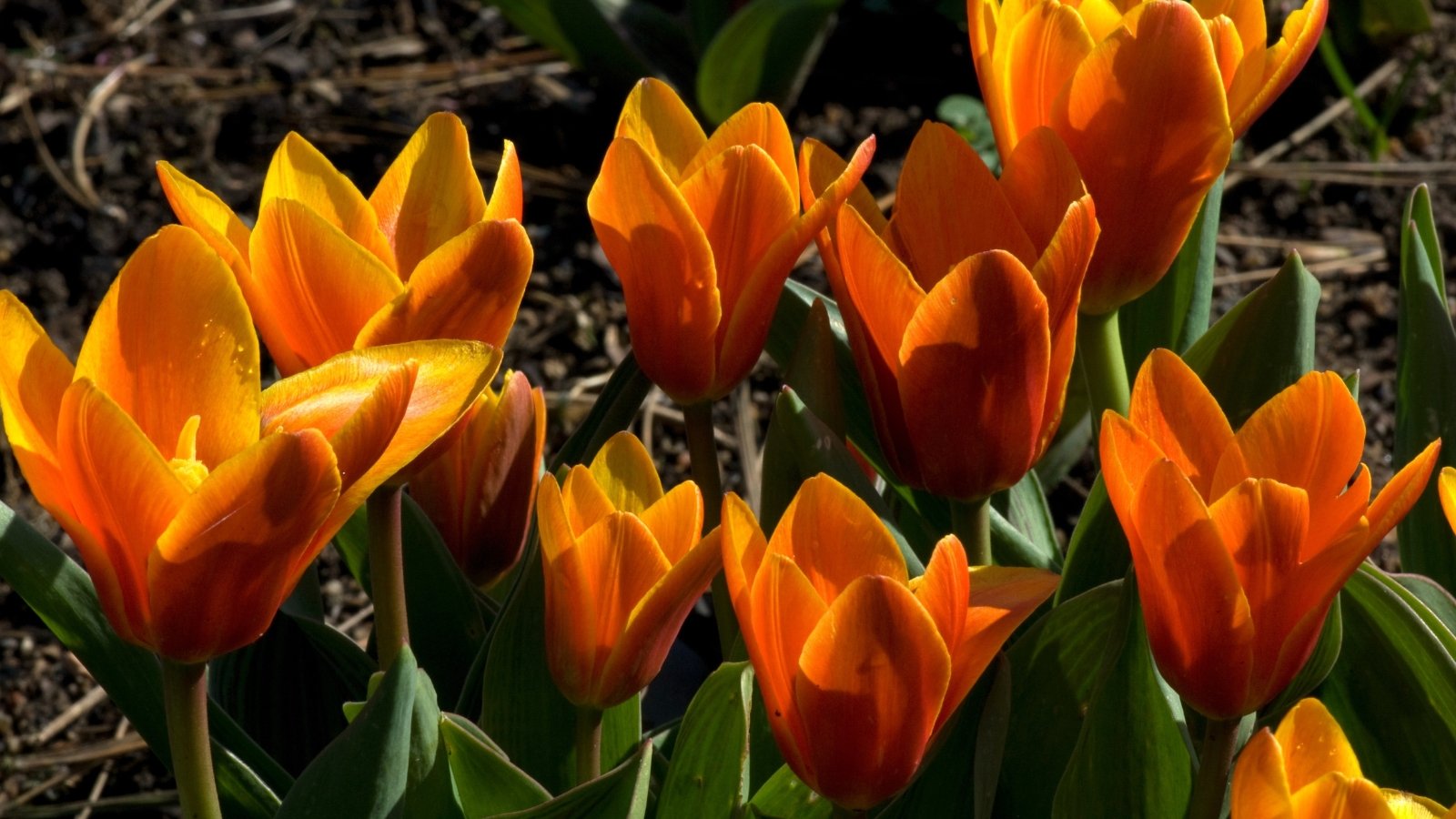 A vibrant bunch of orange Tulipa ‘Early Harvest’ with pointed petals, standing close together with deep green leaves in a garden bed.