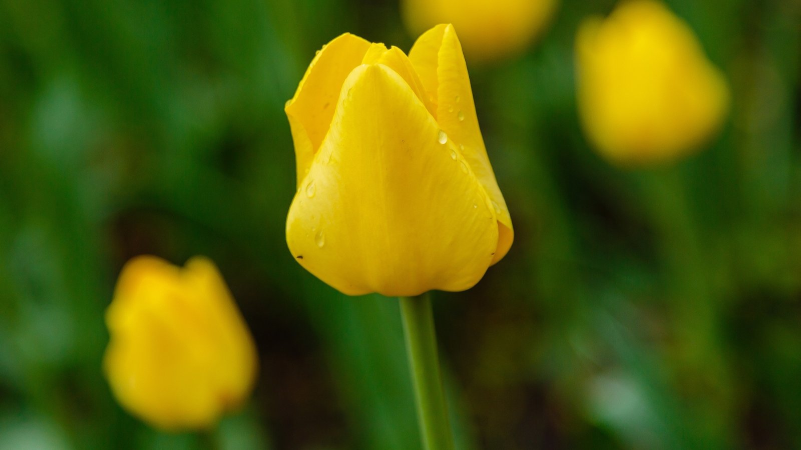 Bright yellow, cup-shaped tulip blooms atop a strong, straight stem, framed by glossy green leaves that rise from the base.
