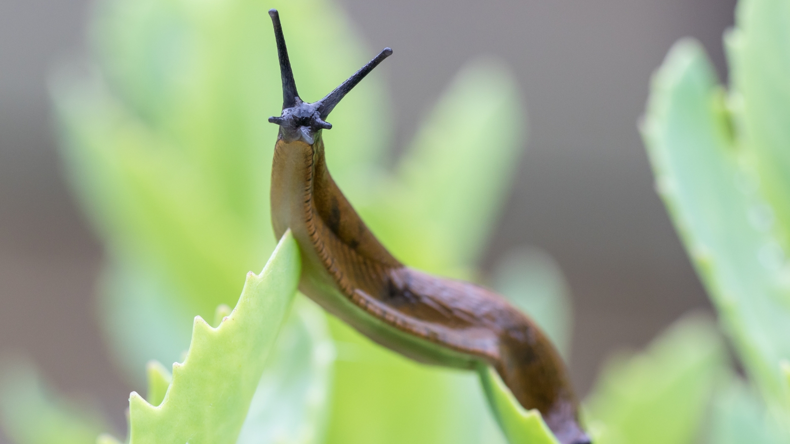 A close-up of a small slug with a shiny, mucus-coated body, slowly inching across green leaves. Its slimy trail glistens in the soft sunlight, contrasting against the textured surface of the foliage.