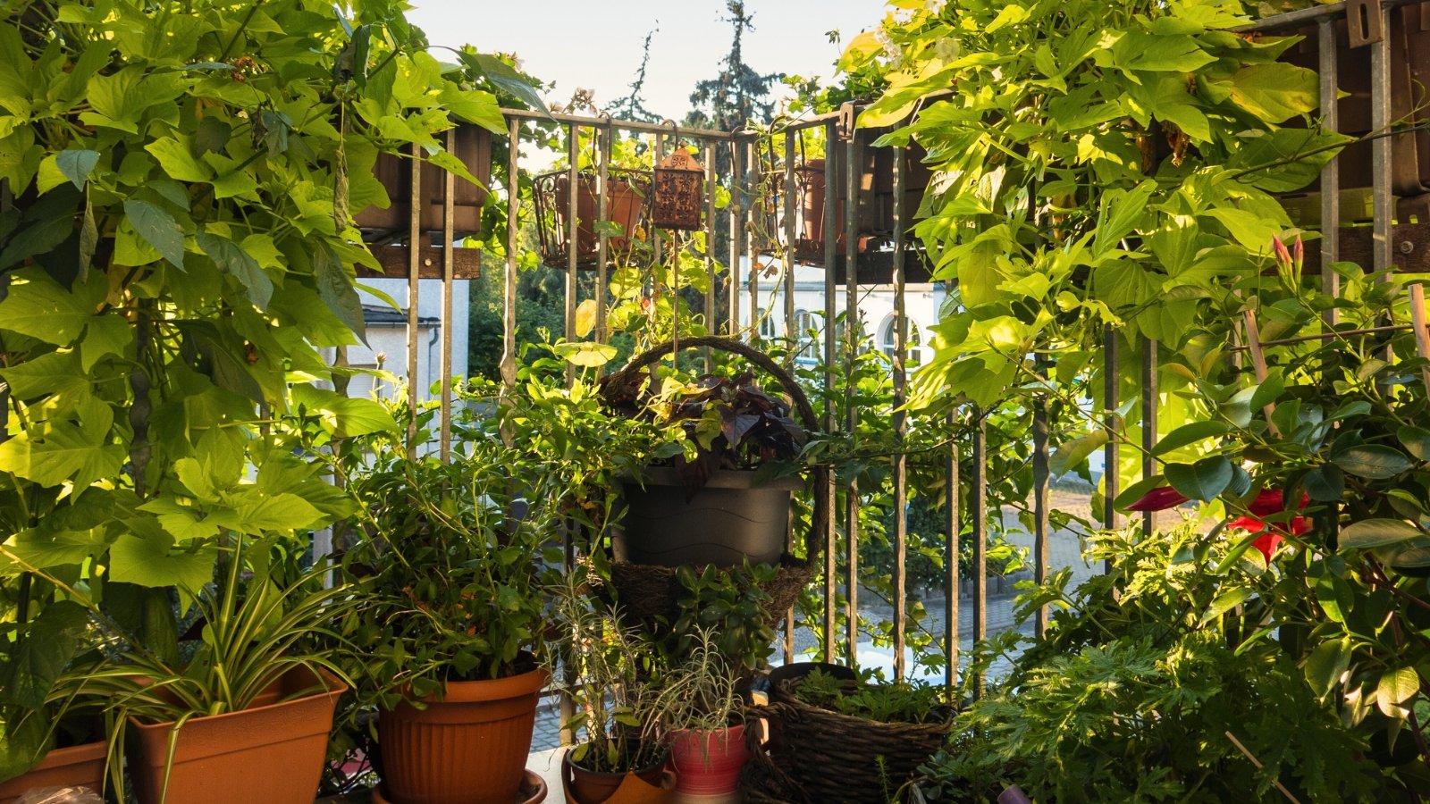 A balcony with a variety of potted plants including basil, rosemary, mint, lemon balm, lemon, and others.