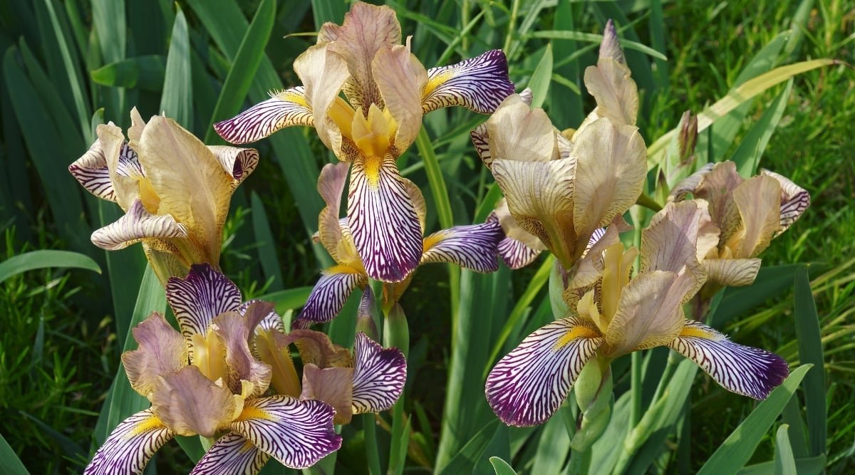 Variegated irises, with intricate purple veined petals, stand out against the backdrop, displaying their unique floral charm. The blurred background accentuates the tall leaves, adding depth to the vivid composition of the irises.