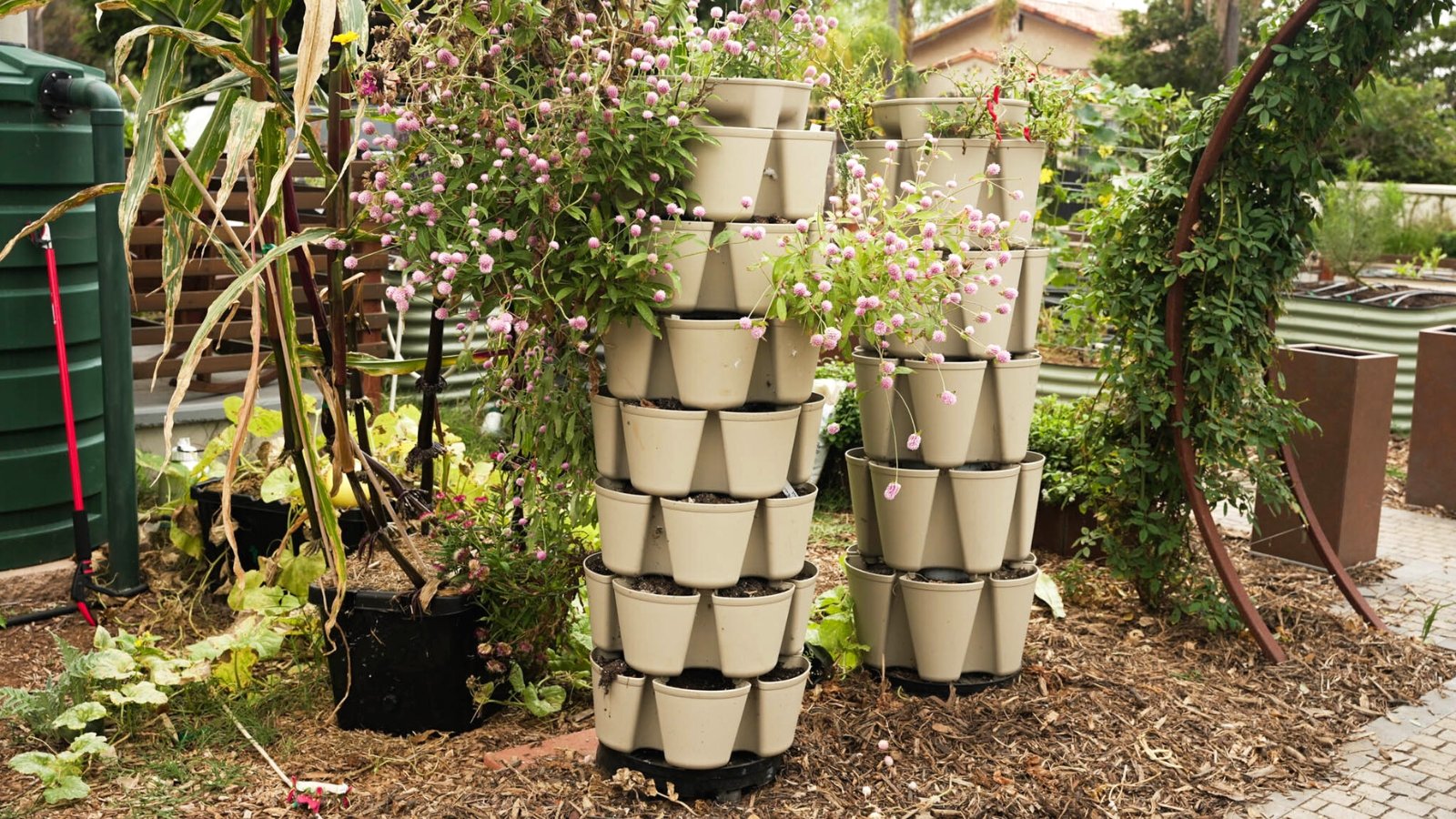 Close-up shot of two GreenStalk 5-Tier Vertical Planters with Quentova Globe Amaranth plants in flower in the garden. The GreenStalk 5-Tier Vertical Planter is a sleek and innovative gardening solution, featuring a tower-like structure with five stacked tiers of circular planting compartments. The Quentova Globe Amaranth plant blooms with delicate pink pompom-shaped flowers.