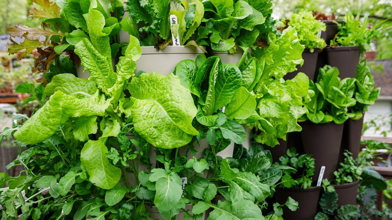 Close-up of two vertical Greenstalk planters filled with various types of lettuce, spinach, and cilantro.