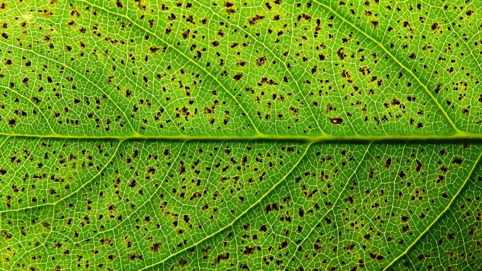 the surface of a leaf appearing to have well-defined veins and countless dark brown spots caused by a disease damaging plant tissue