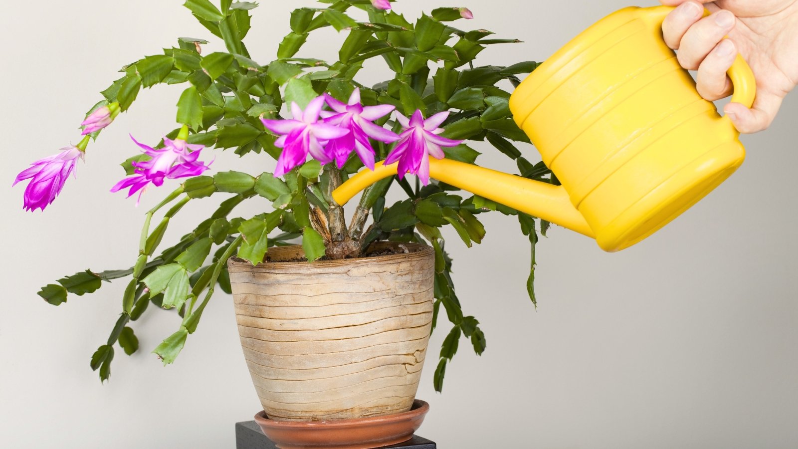 Close-up of a gardener's hand holding a yellow watering can, watering a flowering plant with long, segmented stems, at the tips of which are large, bright pink, tubular flowers that open into star-shaped blooms.
