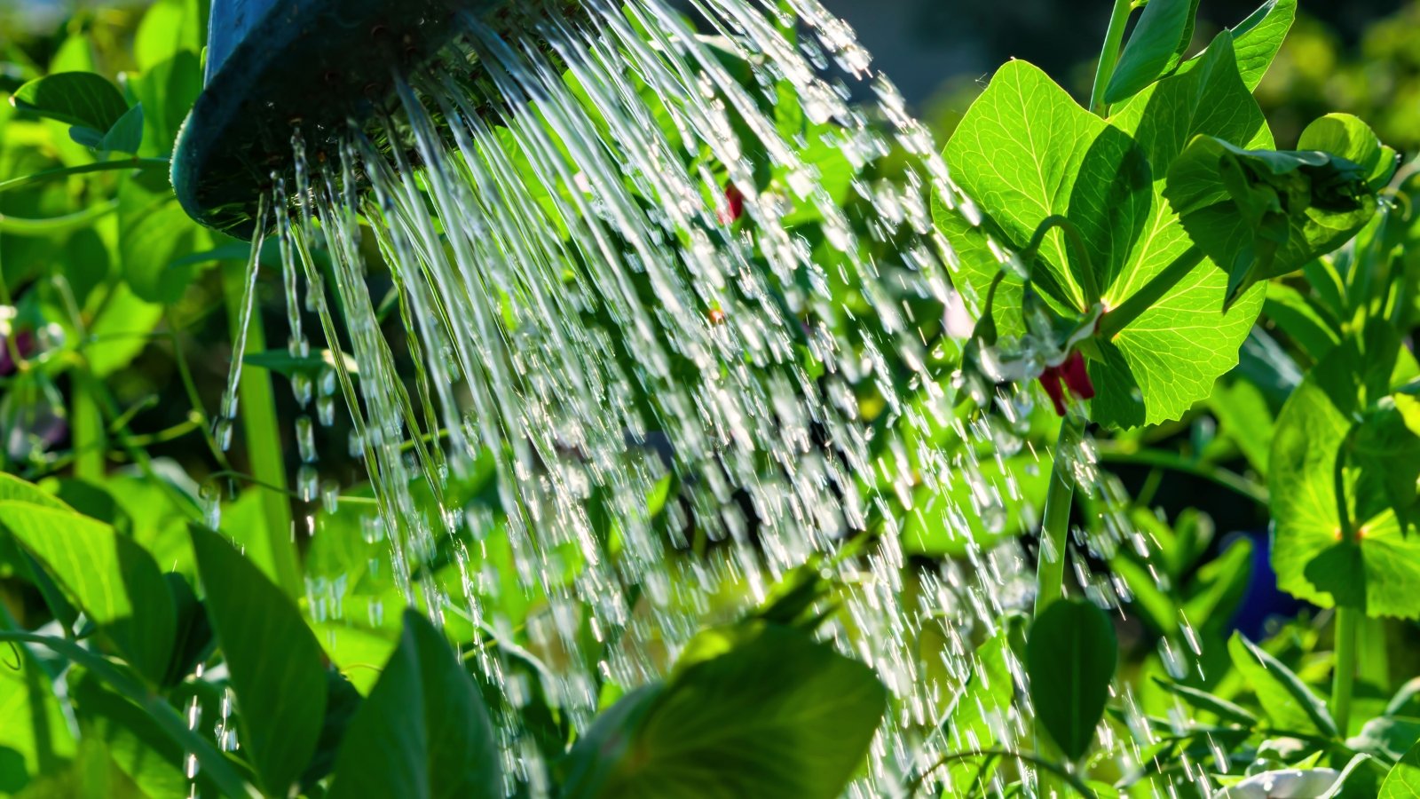 Close-up of a watering can pouring water onto young plants with elegant, arching stems and smooth, rounded green leaves with delicate veins.
