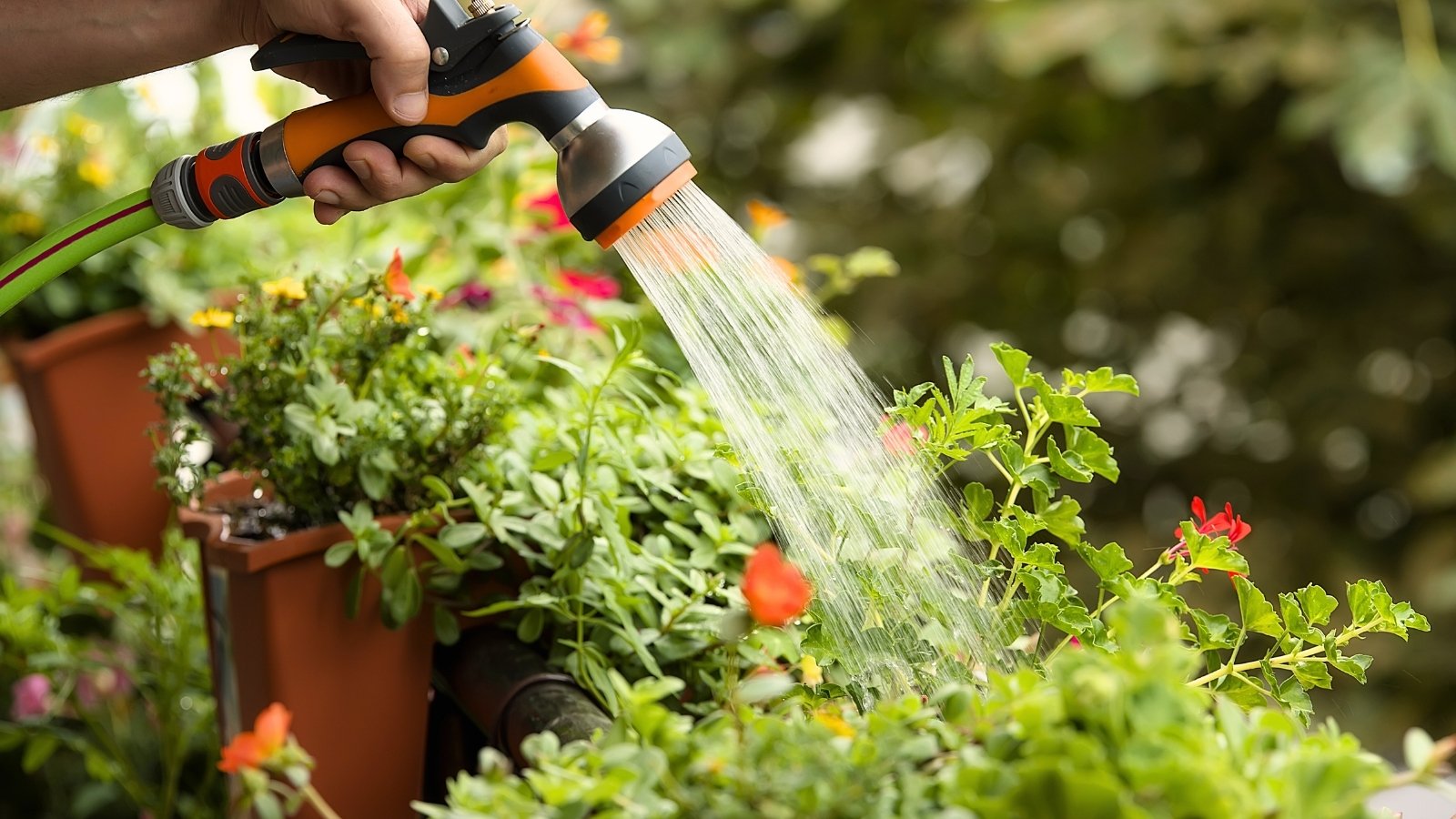 Close-up of a man's hand watering flowering potted plants with a hose and spray nozzle.