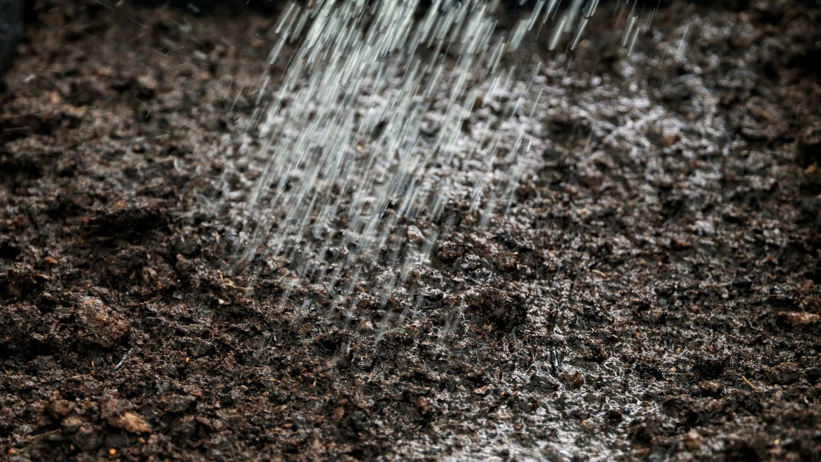 El agua fluye sobre el suelo recién sembrado, volviéndolo húmedo y oscuro a medida que se absorbe en la superficie.