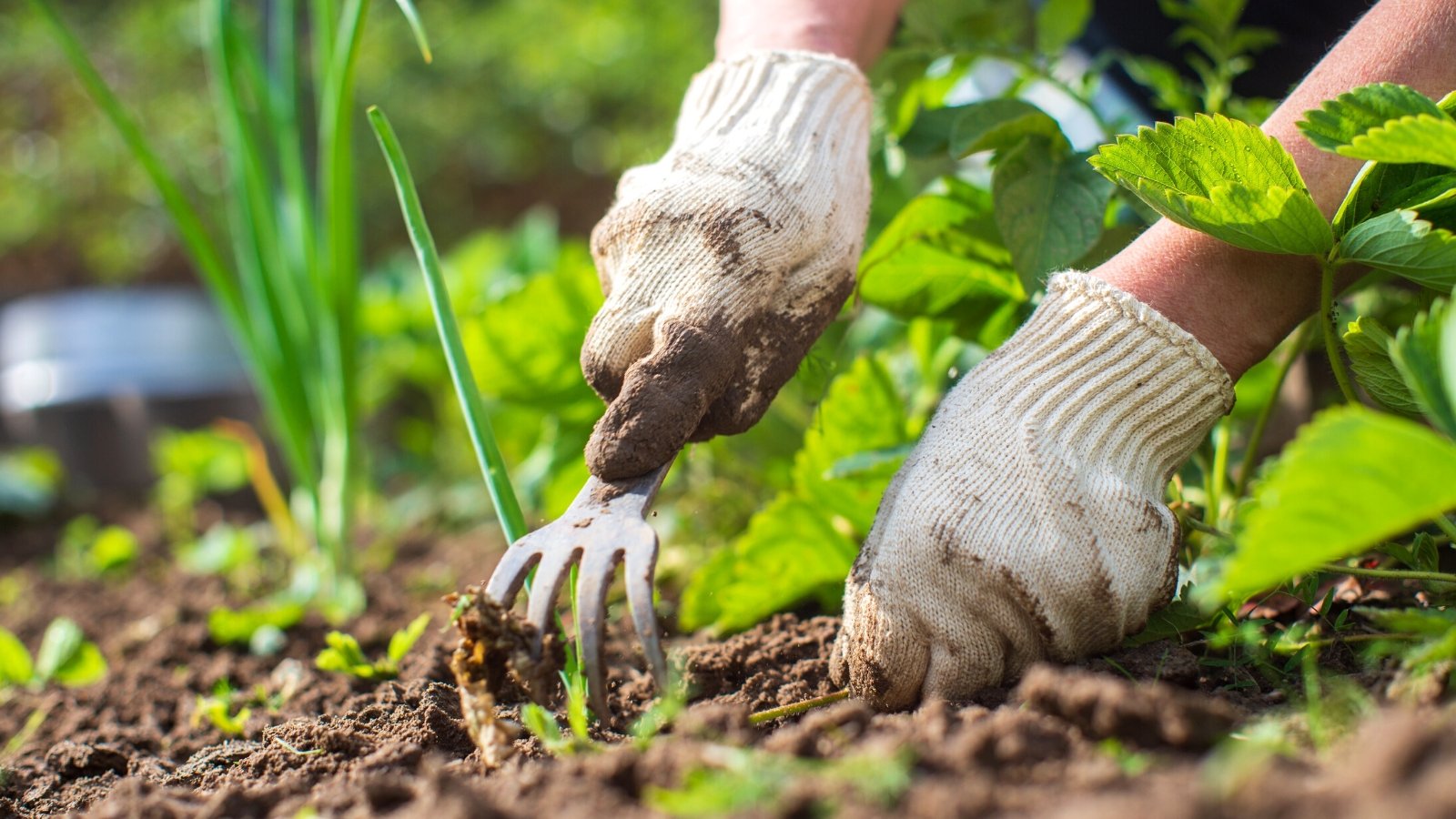 Weeding strawberry beds. Close-up of a gardener's hands in white gloves with a garden fork removing weeds from a garden bed.