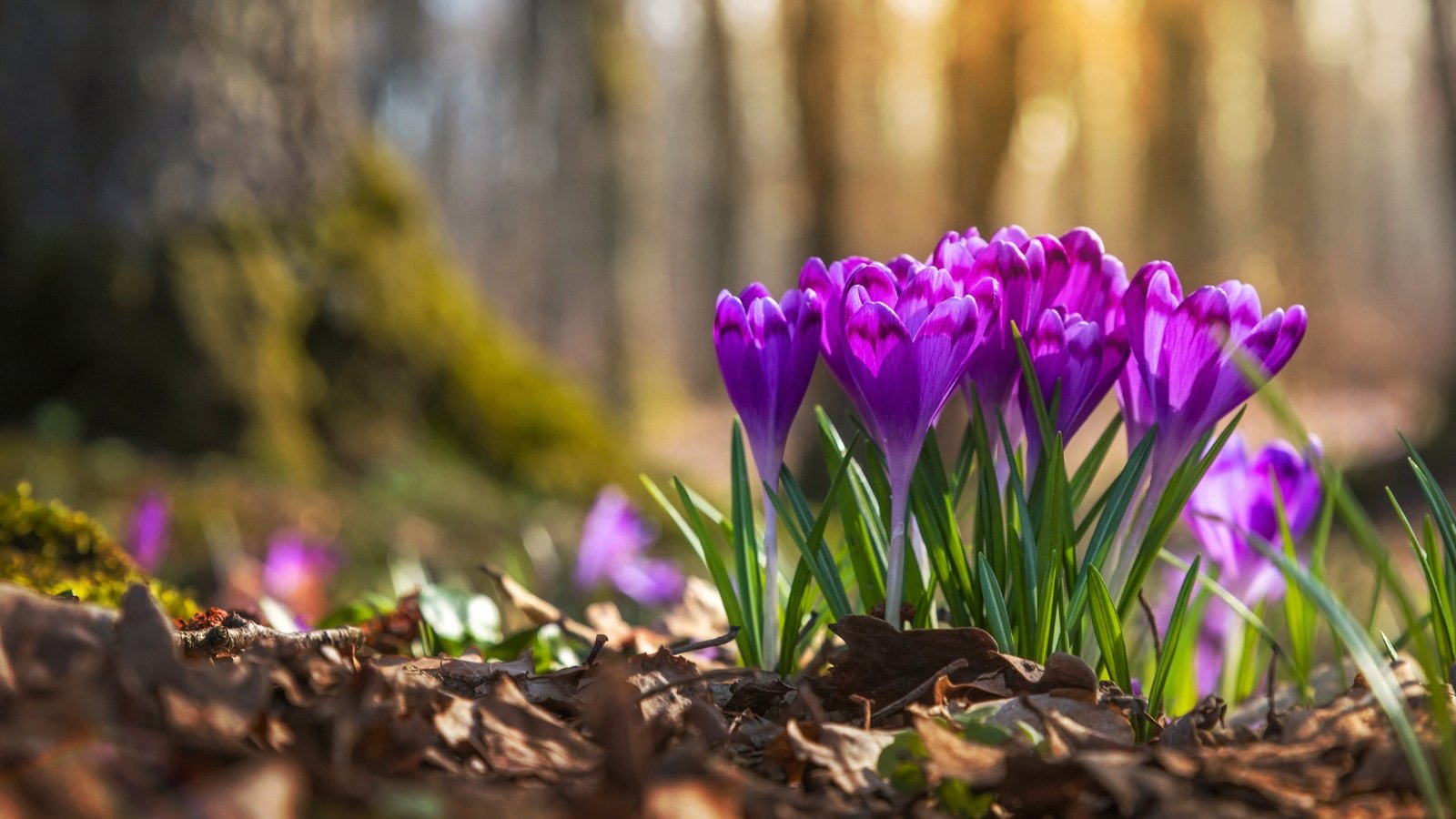 Wild purple crocuses bloom in the forest, with their vivid purple petals contrasting against the earthy ground and surrounding foliage.
