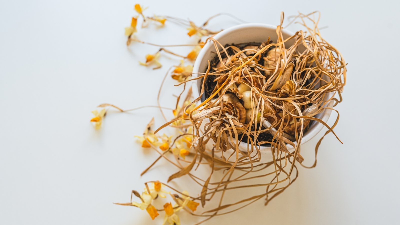 Withered and dried plants with wrinkled stems and leaves and bulbs partially exposed at the base in a white pot with soil.